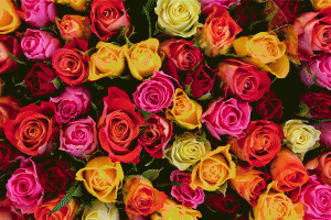 Des roses multicolores