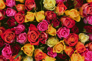 Roses multicolores